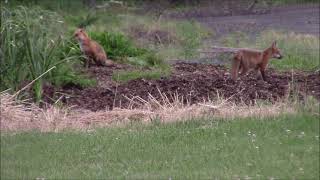 TRESPASSERS this Morning in the GARDEN