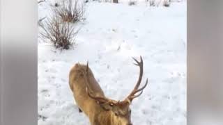 Dándole de comer a un hermoso Alce