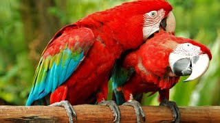 Top 10 Facts About Macaw