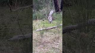 Scratching belly | mother and baby kangaroo | short video