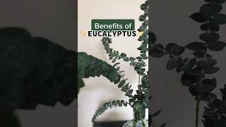 benefits of eucalyptus 🌿 #holistichealth #shorts