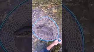 Superb wild brown trout - spinning brook trout #shorts #youtube #youtubeshorts #viral #fishing