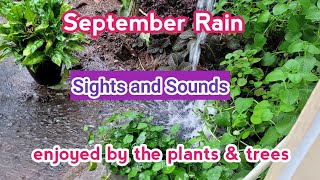 @GeorgeTheIndianFarmer The unusual heavy rains in September is enjoyed by the plants and trees.