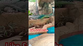 Funtime 😃🐊with Hiyan in zoo #shorts | Hiyan’s vlog | Hiyan & Mommy | Baby songs