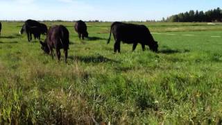 Moving cows on Green Grass Ranch