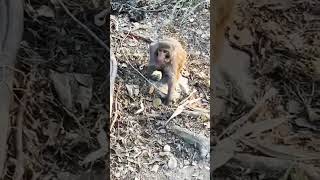 Wild Monkey Attack, and How I Saved Myself? #viral#life#trend#monkey#attack#food@shaggyshaggy9631