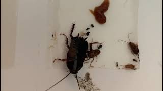 Oriental Cockroaches on traps by Service Pest Control