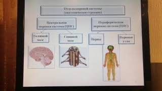 Адамчук Людмила Євгеніївна. Соматична та вегетативна нервова система. Біологія, 8