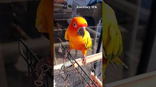 Golden Feather ❤️ #parrot #shorts #shortvideo #trending #viralvideo