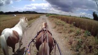 Les poneys en vacances - Balade 10 kms à Ribemont