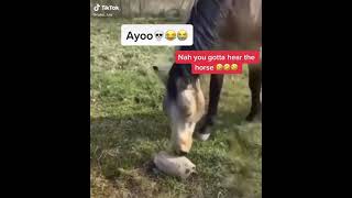 Nuke Luis - go stupid go crazy 🤣🤣 #fyp #fypシ #foryou #horse #funny #dog #turtle #viral #lmao