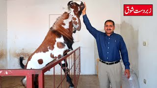 Biggest Amritsari Breeder & Beautiful Milking Goats Lahore 2023