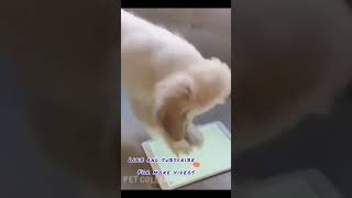 Awww cute dog playing game in iPad #shorts #youtubeshorts #trending #status #tiktok #conpilation