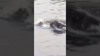 OMG!!! Lion Gone To The Crocodile's Head #animals #wildanimals #shorts #lion #crocodile