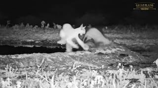 Mongoose Attacks Caracal! | Great Plains Conservation