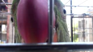 Parrot wants to bite the camera