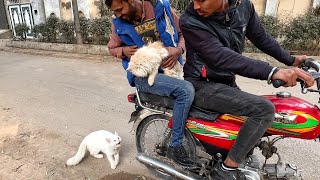 Crying mother cat trying hard to stop a man to not leave her kittens alone, but he just laughed.