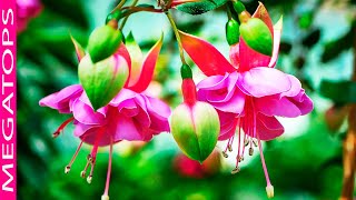 9 Hermosas Flores Colgantes