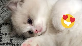 😂 Funniest Cats and Dogs Videos 😺🐶 || 🥰😹 Hilarious Animal Compilation №470