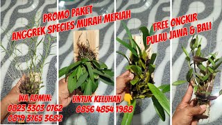 Promo paket anggrek free ongkir se pulau Jawa & Bali