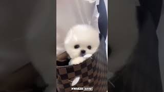 Cute little pet #shorts #shortvideo