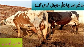 firzen and sahiwal cholistani cross cow|top class cow|sahiwal firzen|firzen sahiwal cholistani