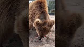 Big Bear Eating Melon