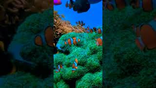 clown fish aquarium #aquarium #ytshorts #fishing #fishingvideo #fishlover