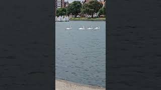 swans in lake.#natureslover #lake #swans