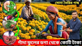 গাঁদা ফুলের ডগা থেকে কোটি টাকা ইনকাম করছে চাষীরা। বলা যায় সোনা তৈরির গাছ এটি।