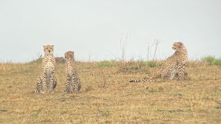 Nashipai, the cheetah, and her four cubs being curious about a turtle | Masai Mara big cats | Africa