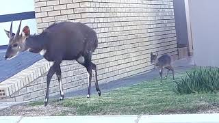 Bosbok / Bushbuck in Neighborhood SA 🇿🇦🇿🇦🇿🇦