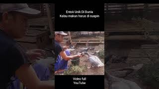 Entok Unik di Dunia kalau makan harus di siapin #shorts #binatangunik (2)