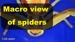 Macro view of spiders