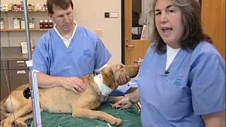 Central Venous Pressure Monitoring In Dogs