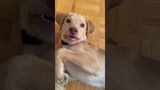 Happy Puppy is only Relaxing #labrador #dog #cute