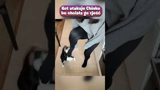 Kot atakuje Chinke