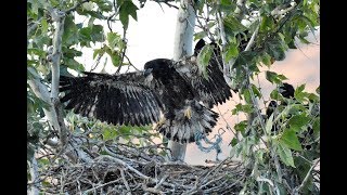 Pine Flat Eaglets Close To Fledge