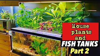 Houseplants and FISH TANKS tour! - only for the most dedicated- part 2