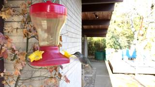 anna's hummingbird slow motion video