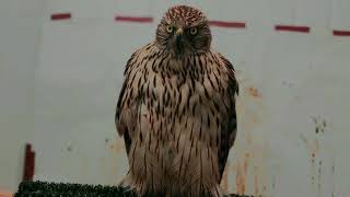 Goshawk Hits fence, lives to fight again another day!!