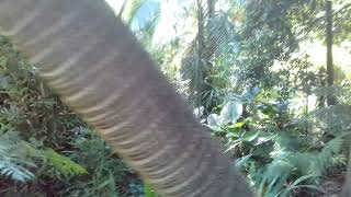 Fern Gully at the Botanical gardens Melbourne.