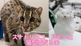 【鳥羽水族館】スナドリネコのルビーに、猫型雪だるまをプレゼントしました☃️