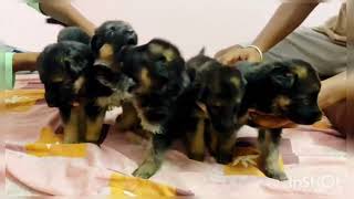 GERMAN SHEPHERD PUPPIES FOR SALE