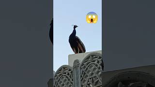 Peackock short amazing#peacock #animals #youtubevideos #birds #beautifulanimals #shorts