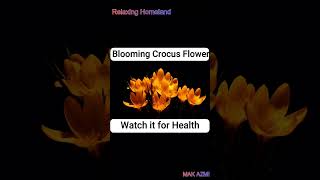 Get Health! Blooming Crocus Flower | खिलता हुआ क्रोकस फूल को देखकर स्वास्थ्य प्राप्त करें #shorts