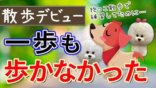 【犬のしつけ】子犬がお散歩デビューで一歩も歩かない【悩み相談ライブ切り抜き】