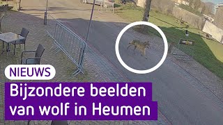 Dit moet je zien: wolf rent op klaarlichte dag door dorp