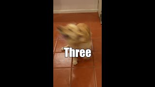 Golden Retriever Loves To Dance #shorts