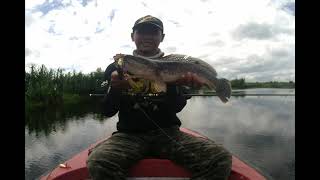 Giant Snakehead fishing memories 2016,Zerek Naginata Rod testing